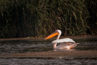 К полету готов