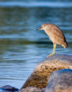 Blue Heron, Pennsylvania