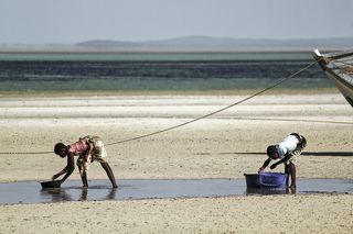 the woman of vilanculos collecting muscles on the sand in low tide, one more day in the search of food and some income for their families.