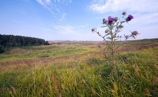 03 Открытые ландшафты с живописными лугами на чернозёмных почвах – это Среднерусская провинция, находящааяся на одноимённой возвышенности на крайнем юге Московской области