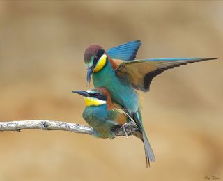 Супружеская пара. Спаривание