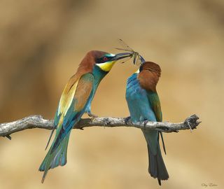 Угощение молоденькой