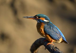 3. Дама в вечернем свете