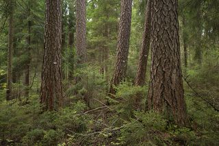 Старые деревья пронумерованы