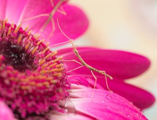 Новорожденные палочники 1