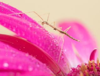 Новорожденные палочники 2