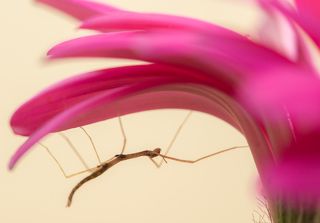 Новорожденные палочники 3