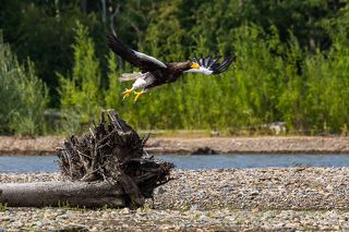 Некоторые орланы не боялись даже шума моторной лодки, а вот человека к себе подпускали все-таки с трудом.
Река Челомджа, Магаданский заповедник.