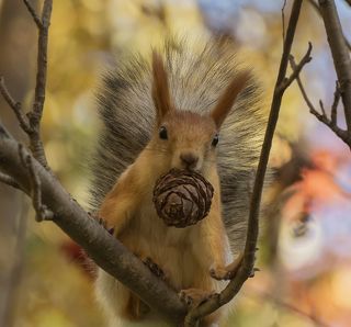подарок бельчонку..