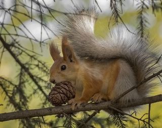подарок бельчонку..