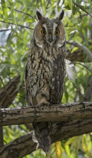 Очень милая, красивая, интересная!!  Снято у реки Иртыш в начале осени.