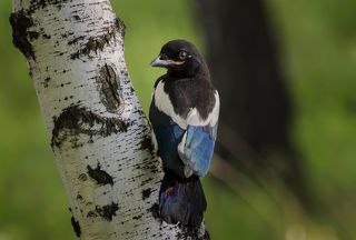 сорочонок торопится подняться выше на дерево, летать не умеет..