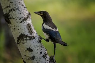 сорочонок торопится подняться выше на дерево, летать не умеет..