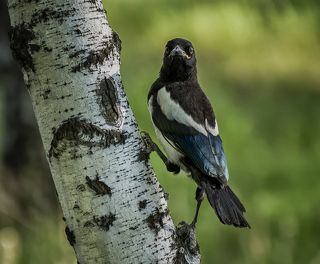 сорочонок торопится подняться выше на дерево, летать не умеет..