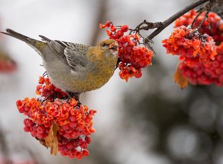 Птица семейства вьюрковые. Обитает в хвойных лесах таёжной зоны. Питается семенами хвойных деревьев и ягодами.