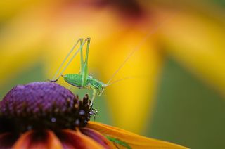 Нимфа и дождевая капля