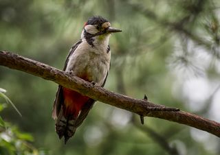 Большой пёстрый дятел (самец).. отдыхает от забот..