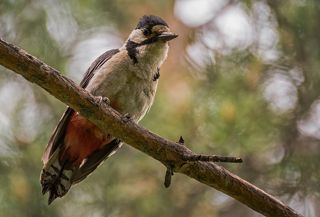 Большой пёстрый дятел (самец).. отдыхает от забот..