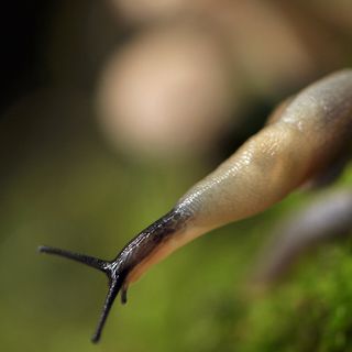 Куда-куда вы удалились?