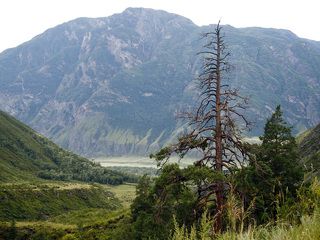 Опаленная сосна