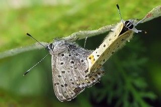 третий-лишний!