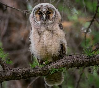 Совёнок, сидит на ветке лиственницы, снято в пригороде Омска.