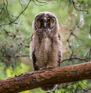 Совёнок..сидит на ветке сосны,  снято в пригороде Омска.