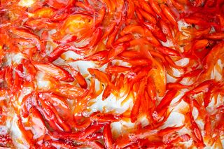 The fish seller try to replace the water of the aquarium.