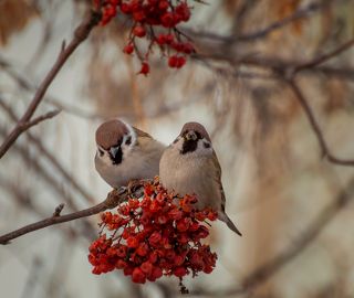 воробушки на рябине..