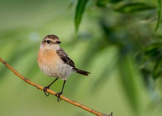 Черноголовый чекан (самка)