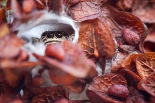 Осторожно обследовав ветку, насчитал на ней целых три кокона. Один из них заинтересовал меня больше всех, так как в нем было два входа, и внутри кто-то копошился. Присмотревшись, я на своё удивление увидел внутри паука-скакуна, я так понимаю что это была самка.