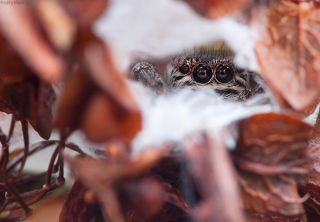 Она тоже удивилась и на секунду замерла, я понял что есть возможность снять её. Рейнокс, штатив, тросик быстро привел в \