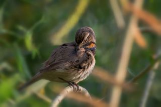 Варакушка.. (самка)