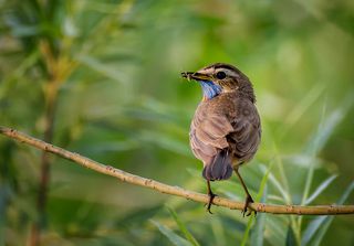 Варакушка.. (самец)
