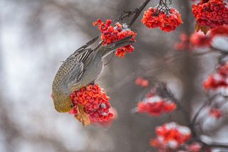 щур на рябине зимней..