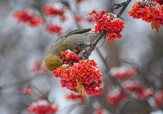 щур на рябине зимней..