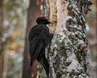 большой чёрный дятел, очень трудолюбивый .. )