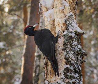 большой чёрный дятел, очень трудолюбивый .. )