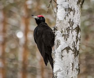 большой чёрный дятел, очень трудолюбивый .. )
