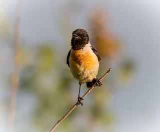 Черноголовый чекан (самец)