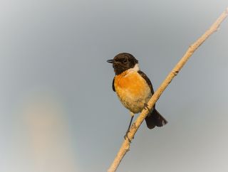 Черноголовый чекан (самец)
