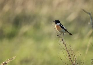 Черноголовый чекан (самец)