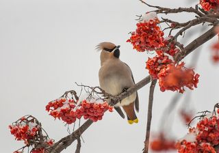 Свиристели на рябине..