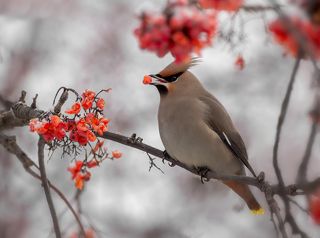 Свиристели на рябине.