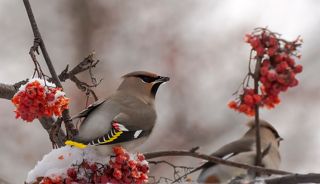 Свиристели на рябине.