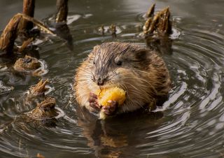 о жителях озера, ондатра..