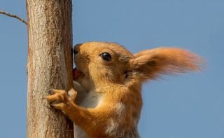 весна и сок..