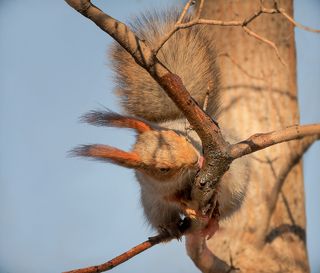 весна и сок..