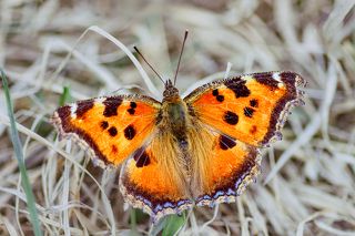 Многоцветница чёрно-рыжая в бесцветной прошлогодней траве...