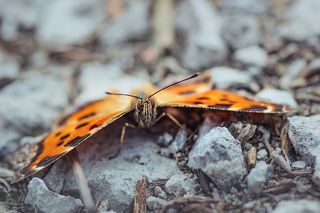 Вот у кого рыльце в пушку :)